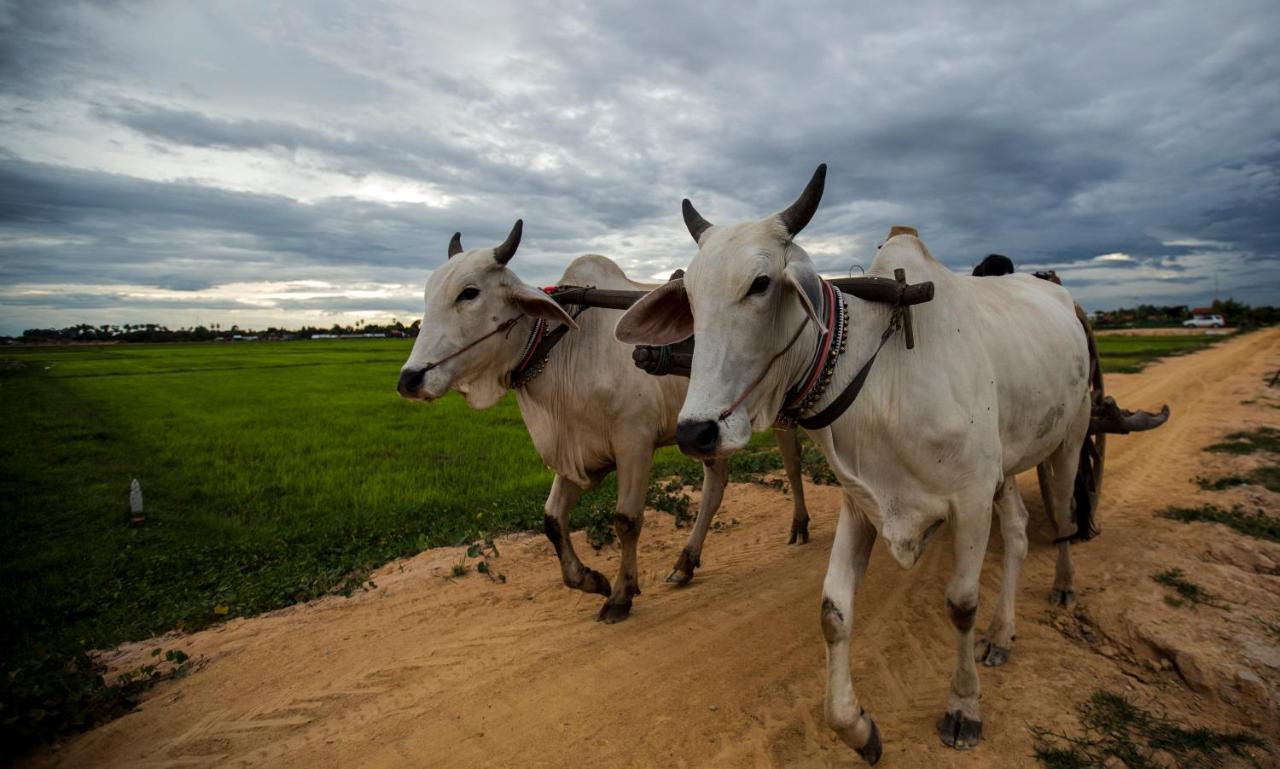 Madam Sokha Homesteading Siem Reap Ngoại thất bức ảnh